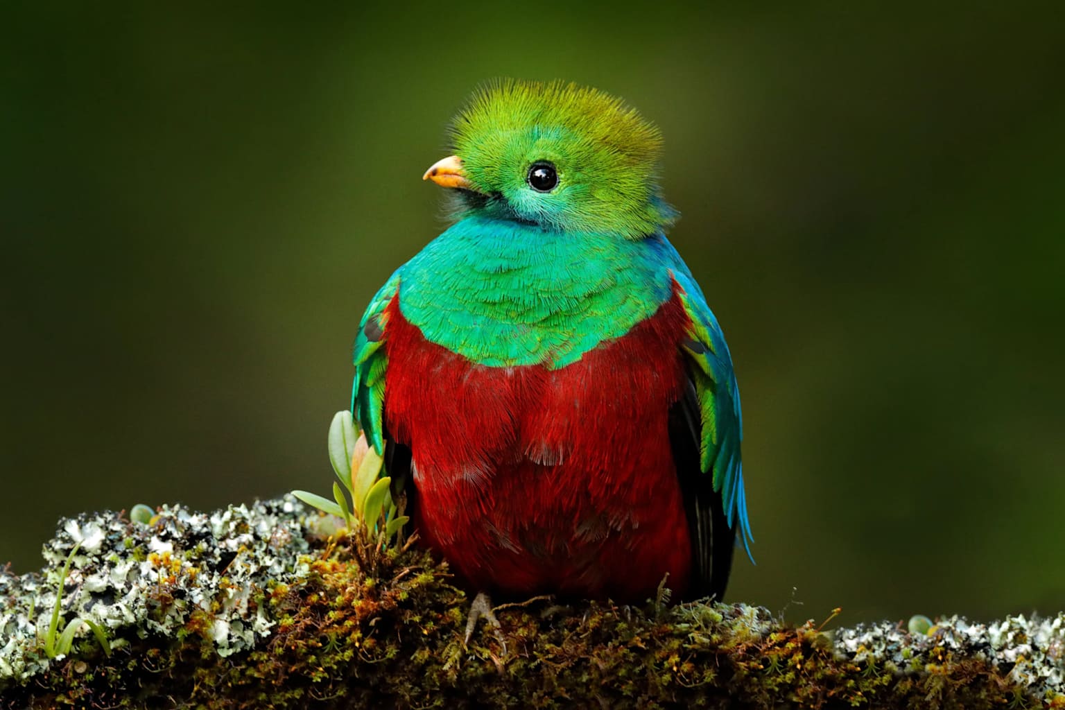 Resplendent Quetzal Panama