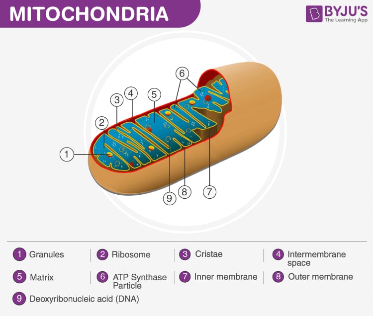 Labeled mitochondrion diagram