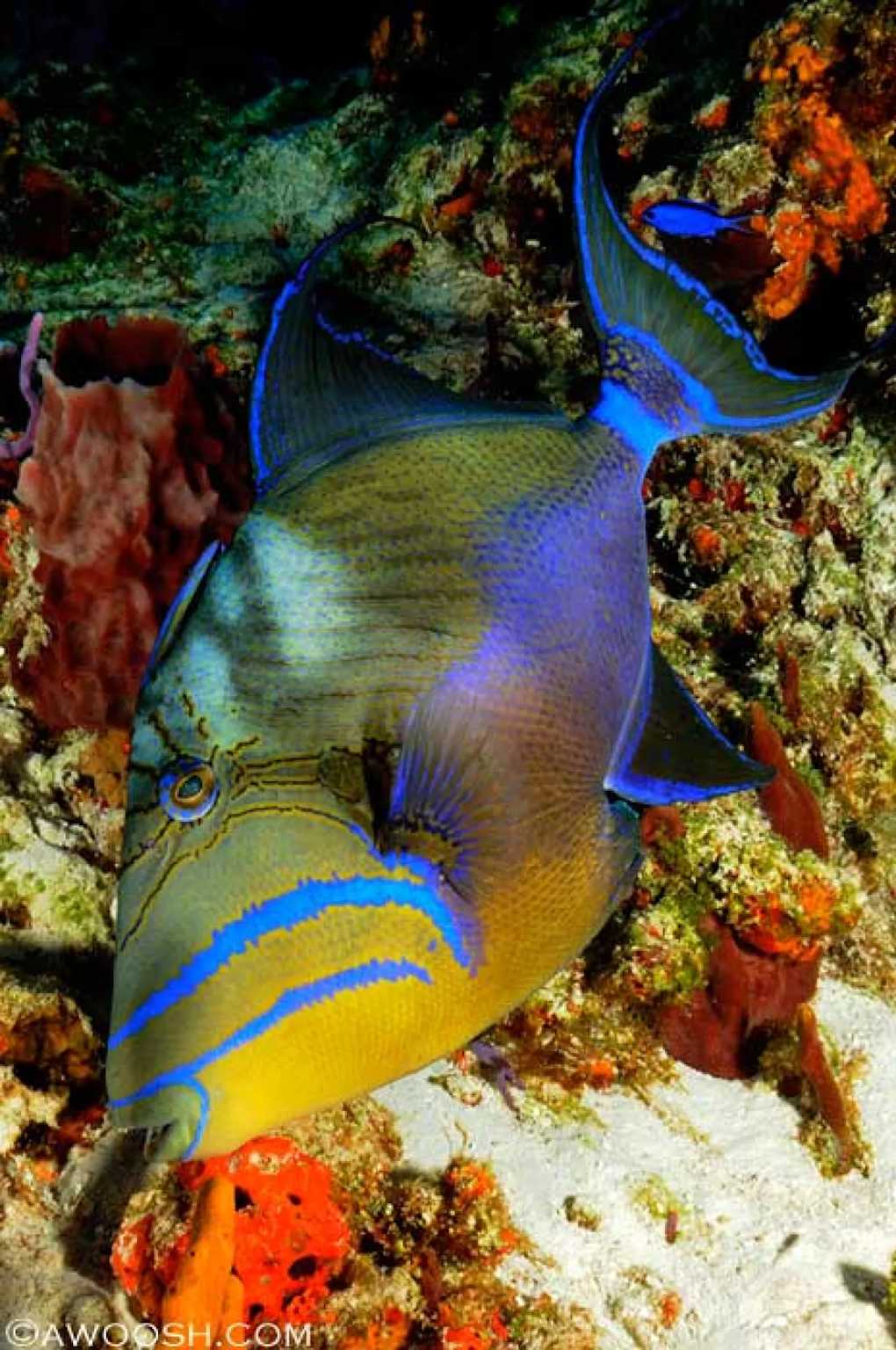 Marine life and destination imagery for Cozumel, Mexico