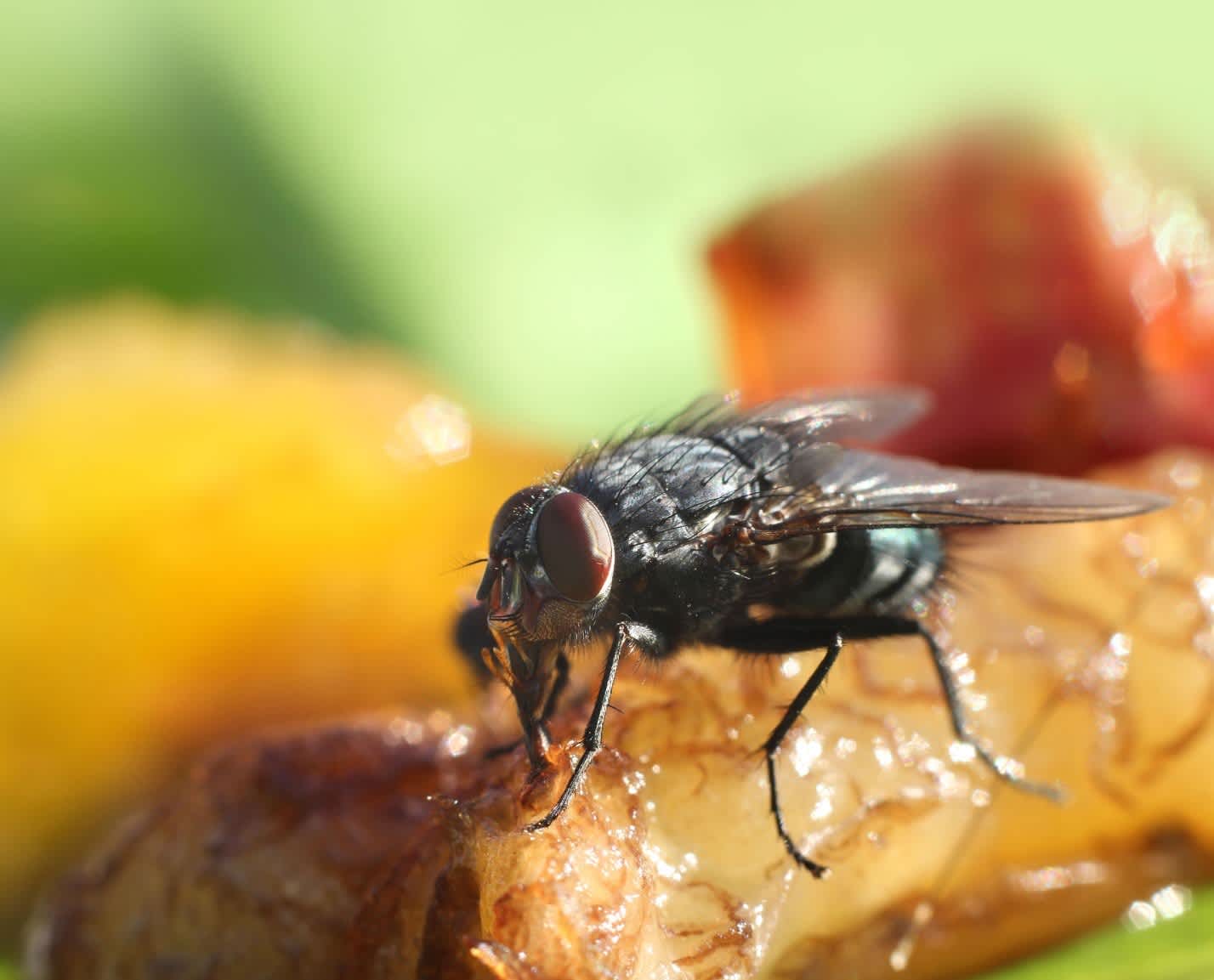 Fly pest infestation food business fruit Toronto Nomore Pest