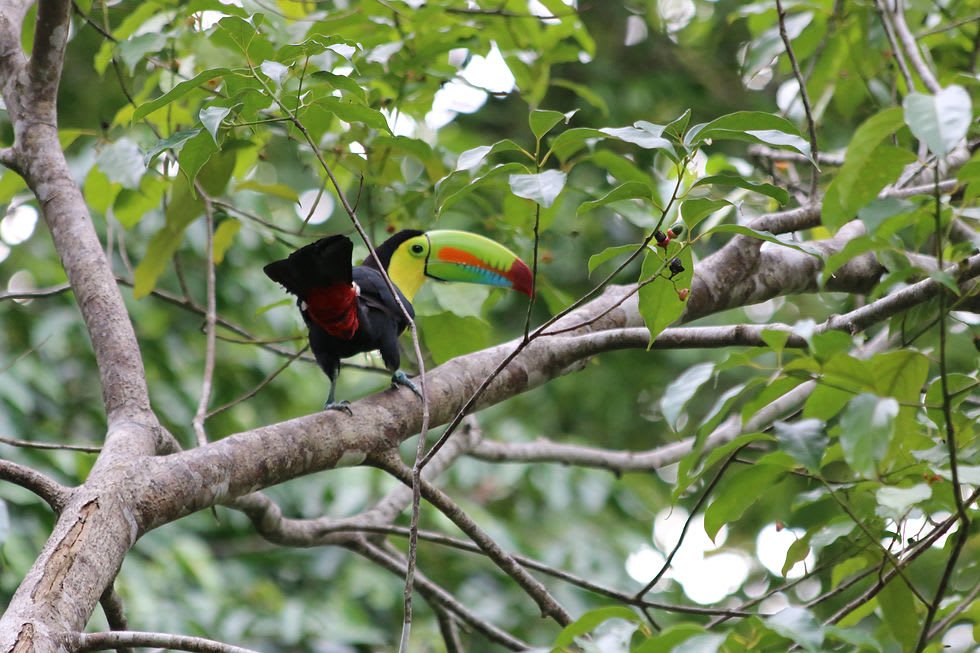 Keel-Billed Toucan Panama
