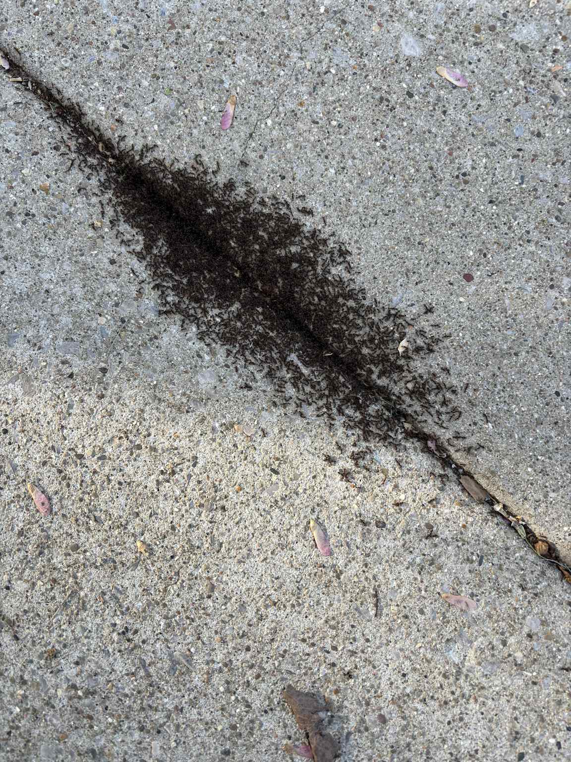 Pavement ant swarm sidewalk crack Toronto Nomore Pest