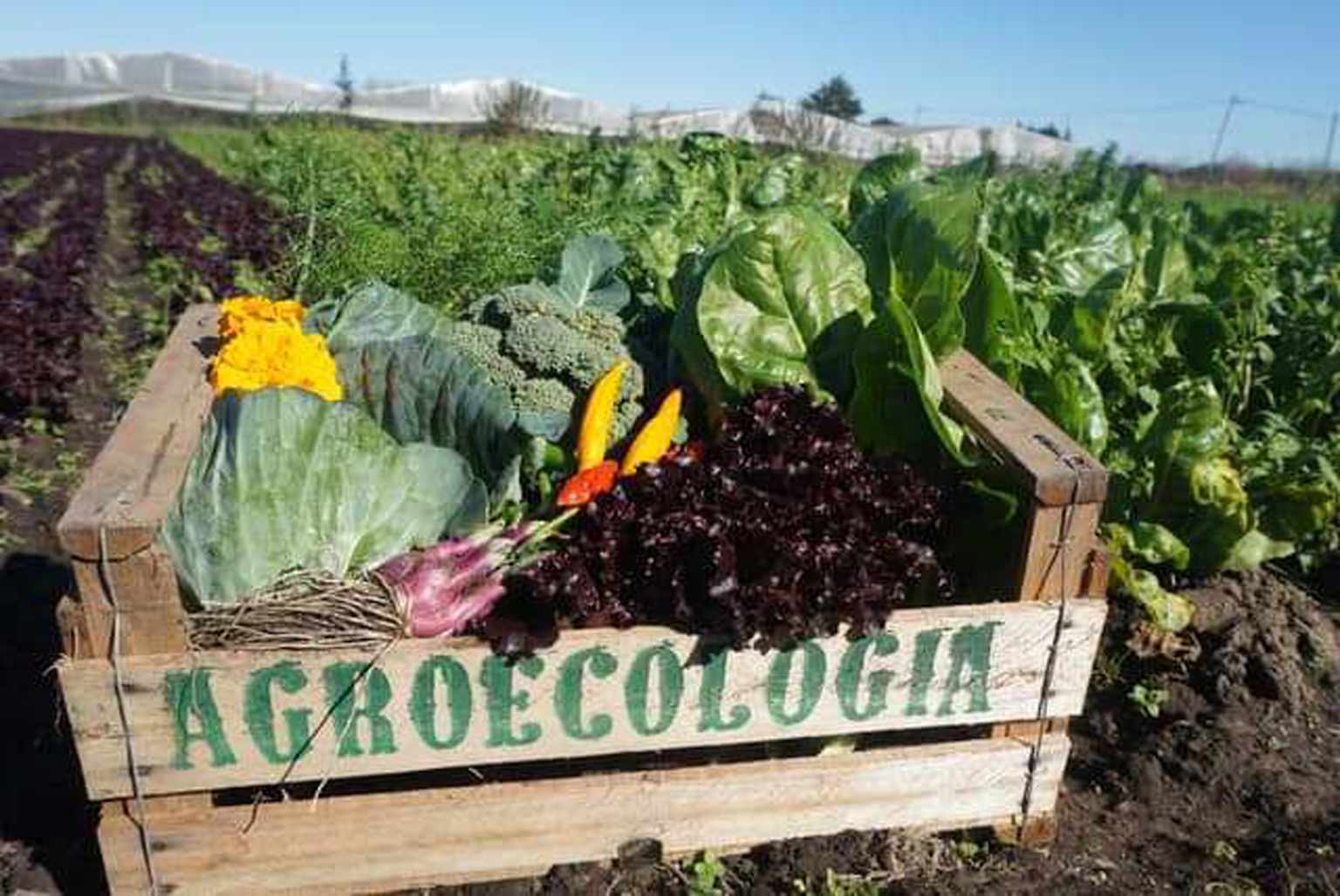 Caja de verduras agroecológicas frescas — producción sustentable resultado de la ingeniería en agroecología que se enseña en la Universidad Chapingo