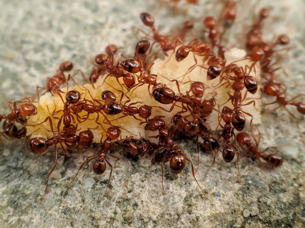 Ants Bed Bugs Treatment Toronto Nomore Pest