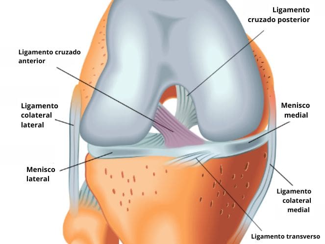 Diagrama anatômico do joelho mostrando o ligamento cruzado anterior (LCA), posterior, colaterais e meniscos com legendas em português