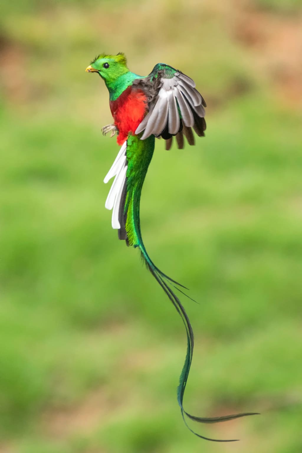 Quetzal in flight Panama