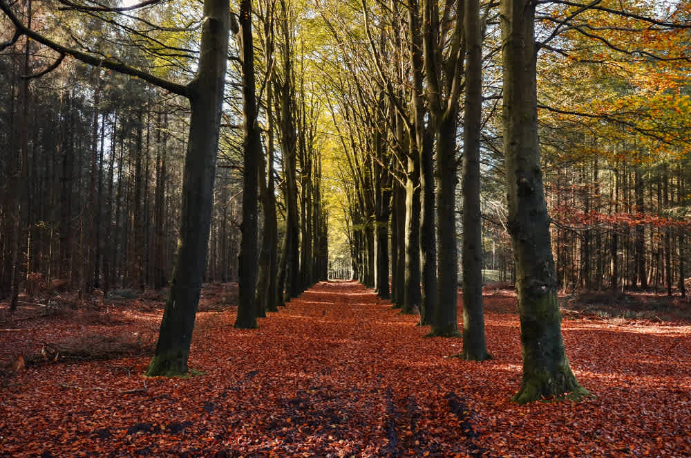 Forêt