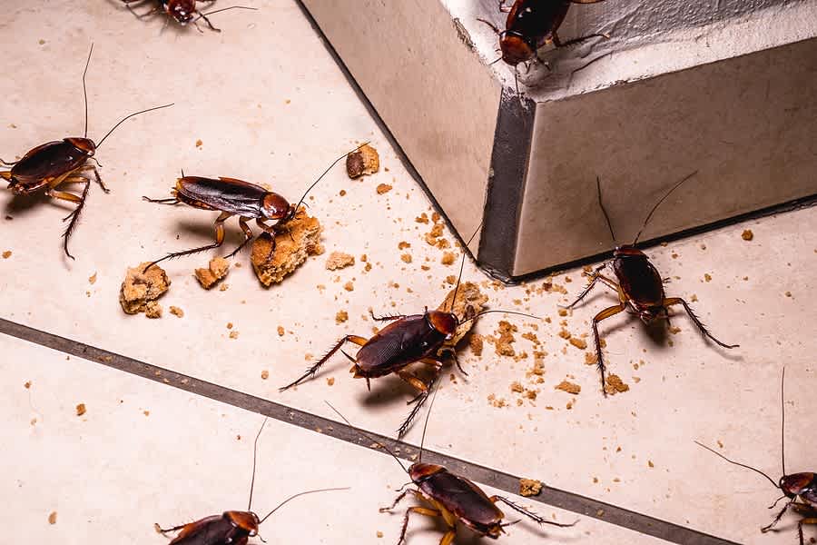 Cockroach infestation kitchen home Toronto Nomore Pest