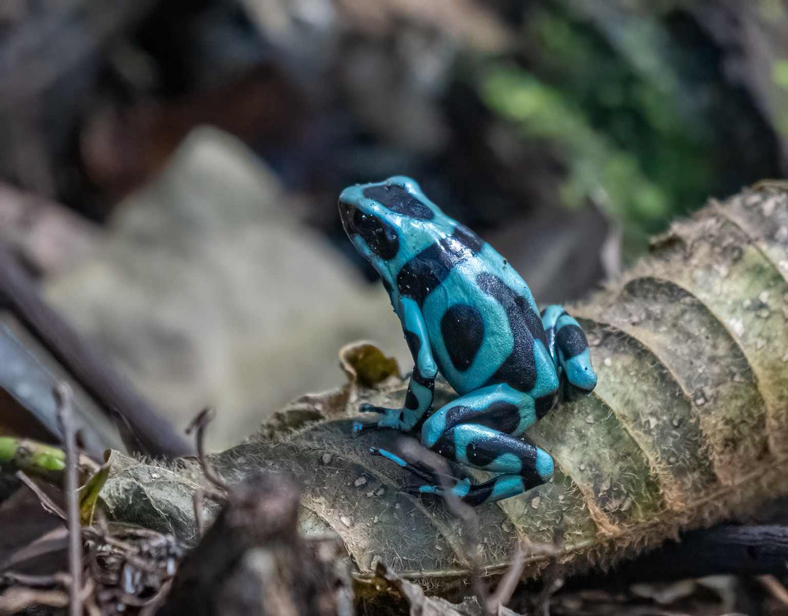 Blue poison dart frog Bocas del Toro Panama