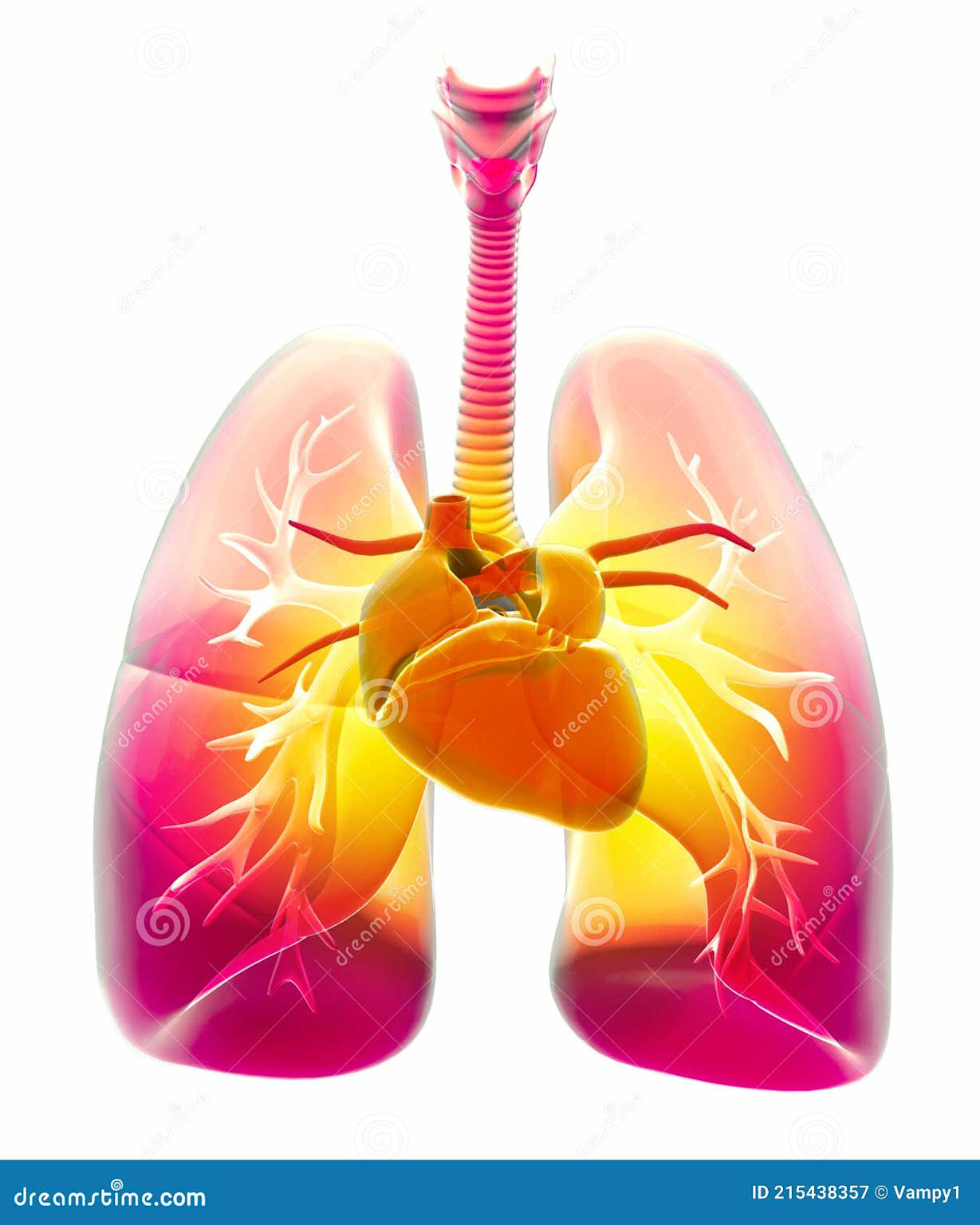 Ilustração 3D dos pulmões e coração destacando o sistema respiratório e cardiovascular