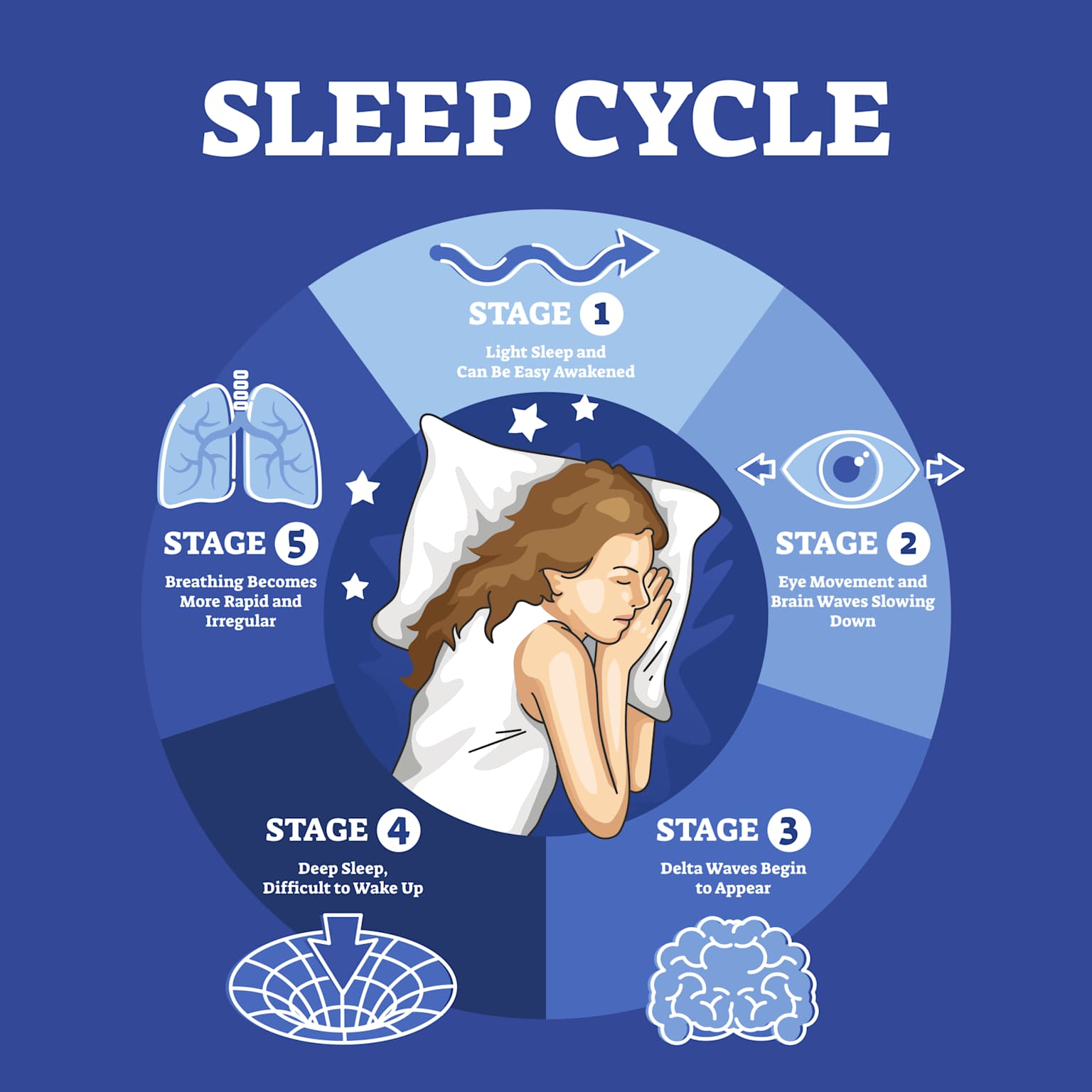 Circular diagram illustrating the 5 stages of the human sleep cycle including Stage 1 light sleep, Stage 2 core sleep, Stage 3 delta waves, Stage 4 deep sleep, and Stage 5 REM — showing how each stage recurs across 90-minute cycles