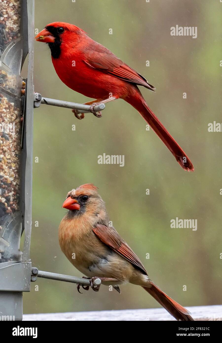 Male and female Northern Cardinals at a bird feeder together — male brilliant red with black mask, female warm brownish-tan with reddish crest and orange bill
