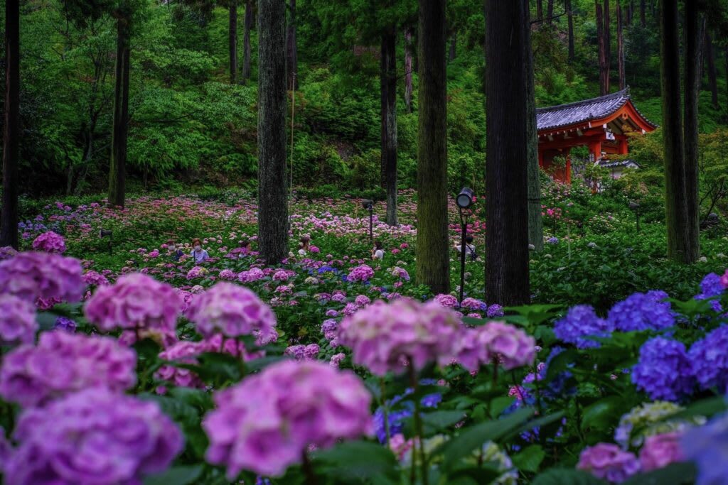 Purple hydrangea flowers with red shrine structure in background at a Kyoto temple garden