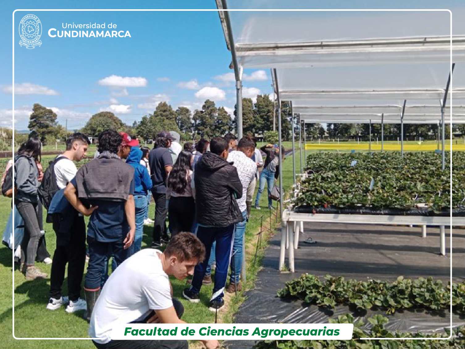 Estudiantes de ingeniería agronómica observando cultivos de fresa en invernadero — práctica de campo en carreras de la Universidad Chapingo