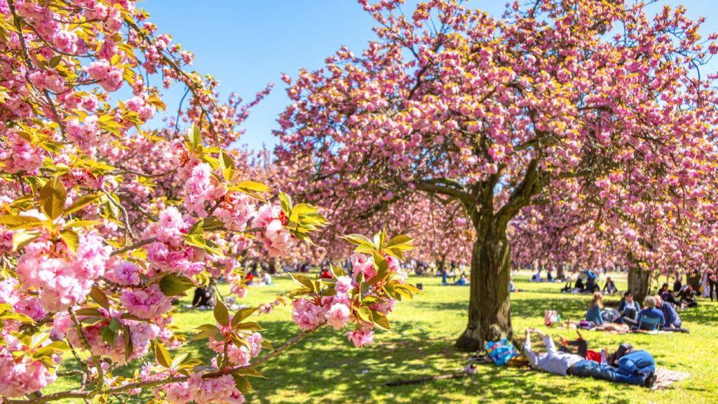 Pique-nique sous les cerisiers au parc de Sceaux