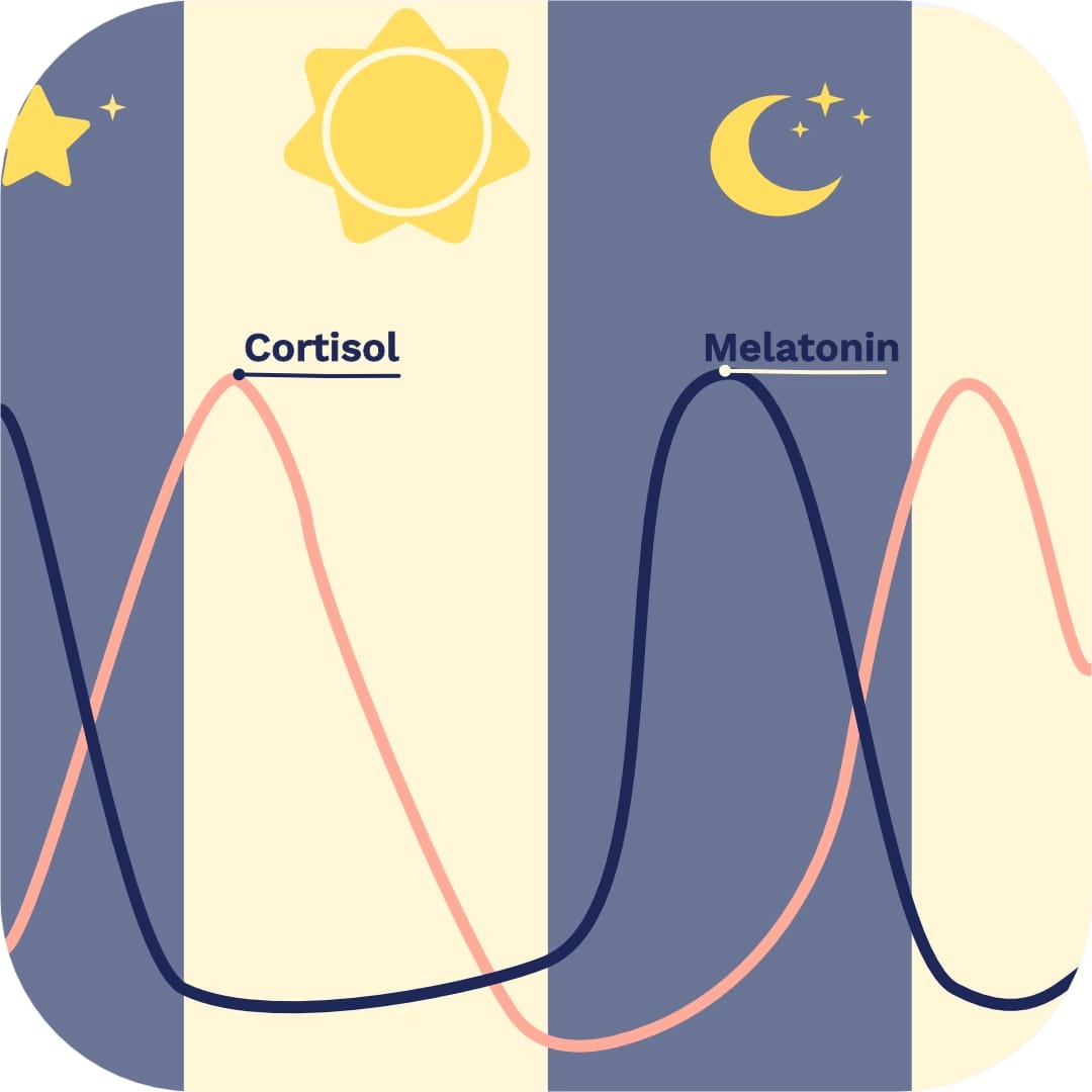Cortisol and melatonin circadian rhythm diagram showing opposing hormone levels over 24 hours