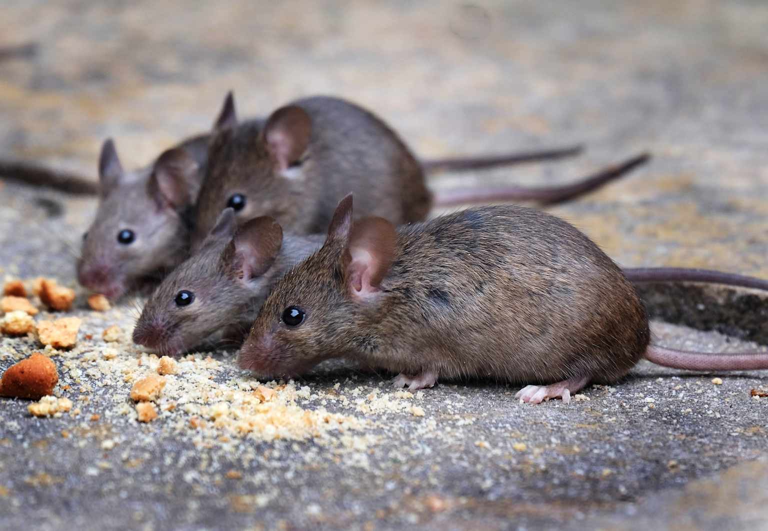 Food processing rodent pest control Toronto Nomore Pest