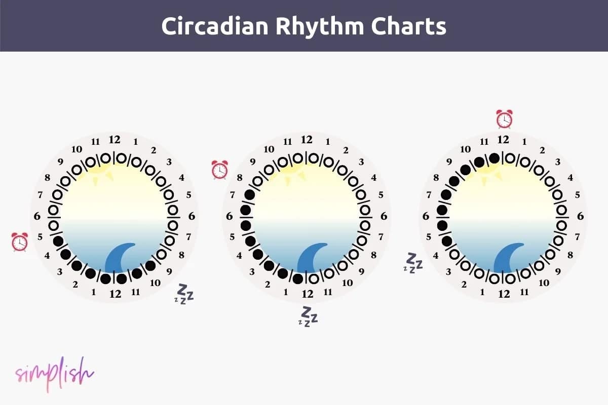 Biphasic Sleep Calculator β Plan Your Two-Phase Sleep Schedule (Free) 4 Three circular charts showing circadian rhythms for morning, standard, and evening chronotypes across 24 hours, with sun and moon symbols indicating activity and sleep windows