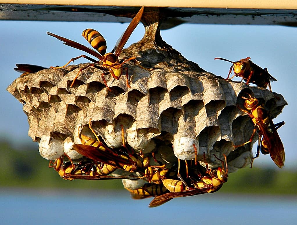 Aggressive wasp swarm nest Toronto Nomore Pest