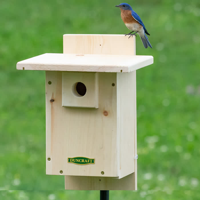 Eastern Bluebird perched on the roof of a wooden bluebird nestbox in a grassy open field