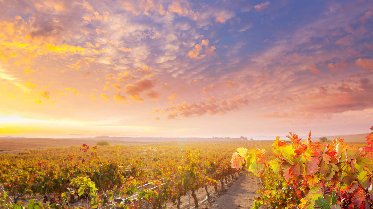Vineyard landscape in Atascadero with rolling hills and sunset colors