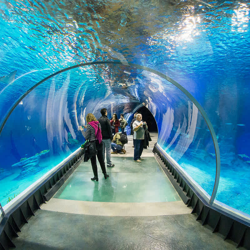 Рыбы в туннеле