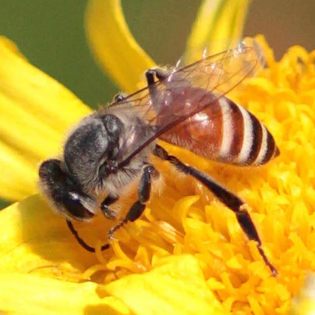 Apis florea - Dwarf Honeybee