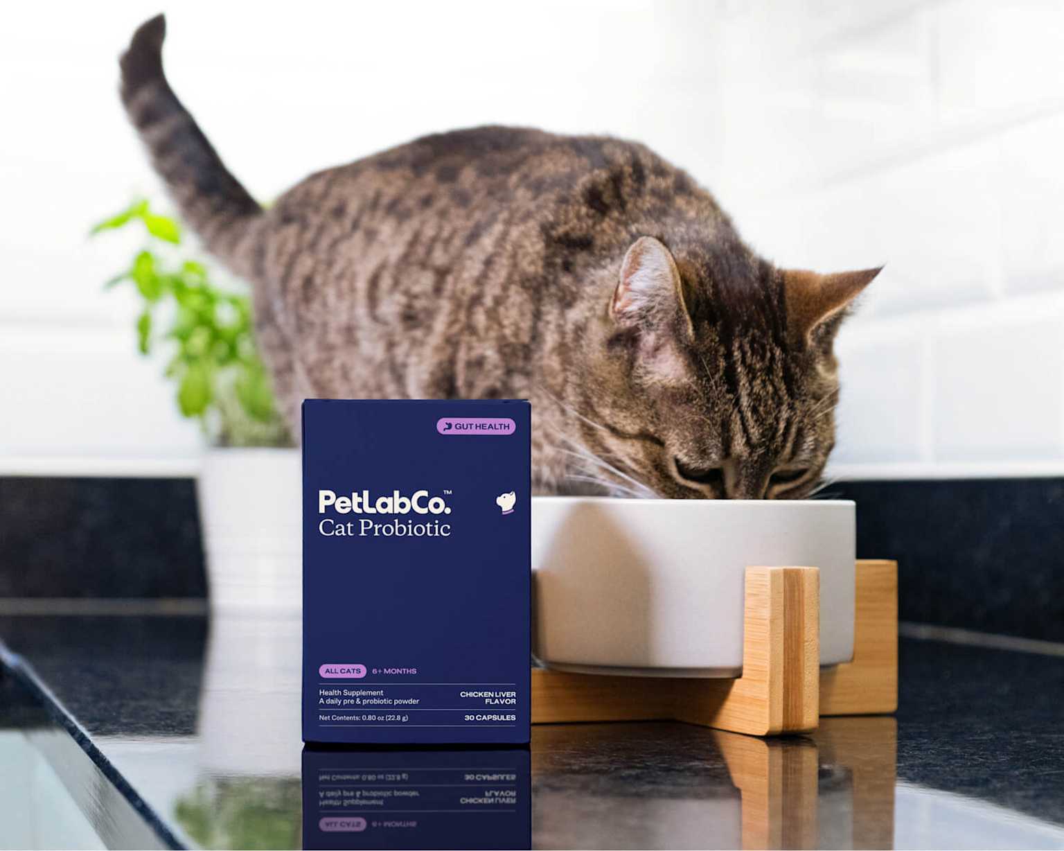 Cat next to probiotic supplement box