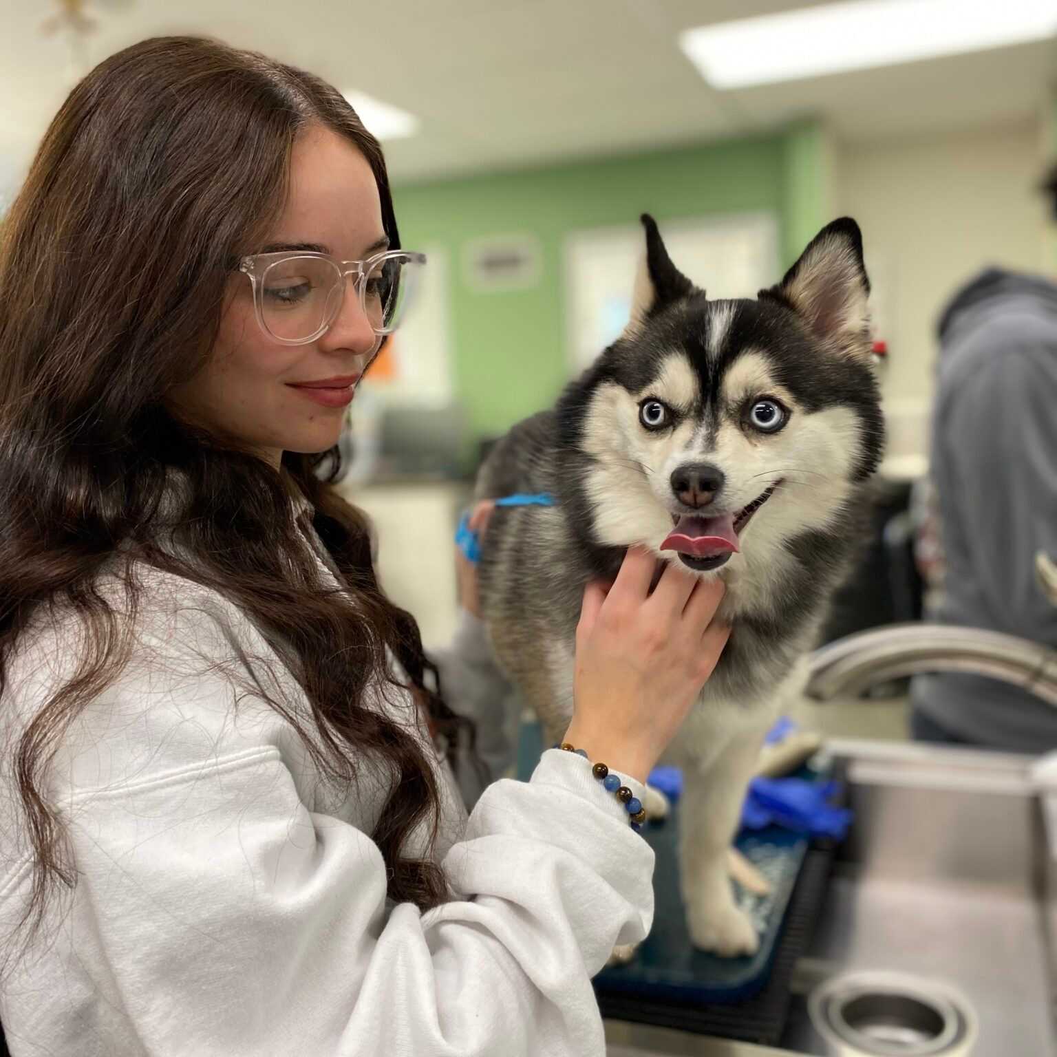 Veterinarian holding a husky puppy during a dog vaccination appointment