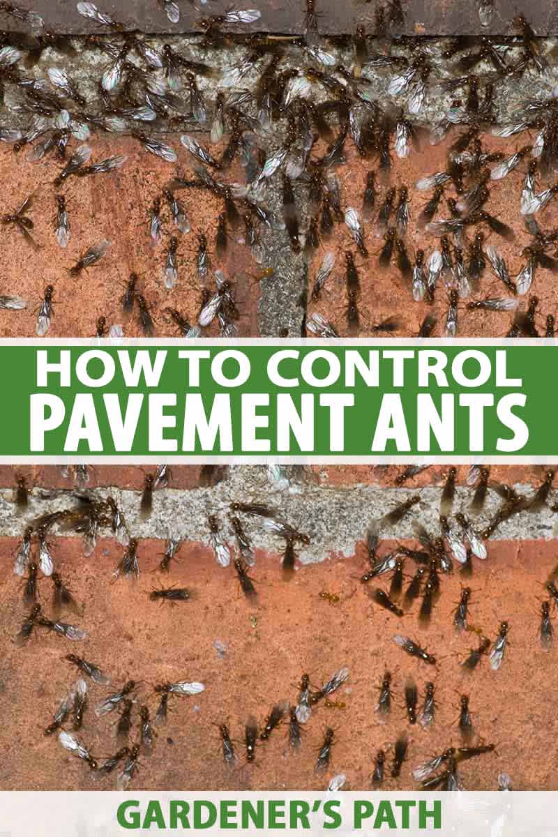 Pavement ants brick surface colony Toronto Nomore Pest
