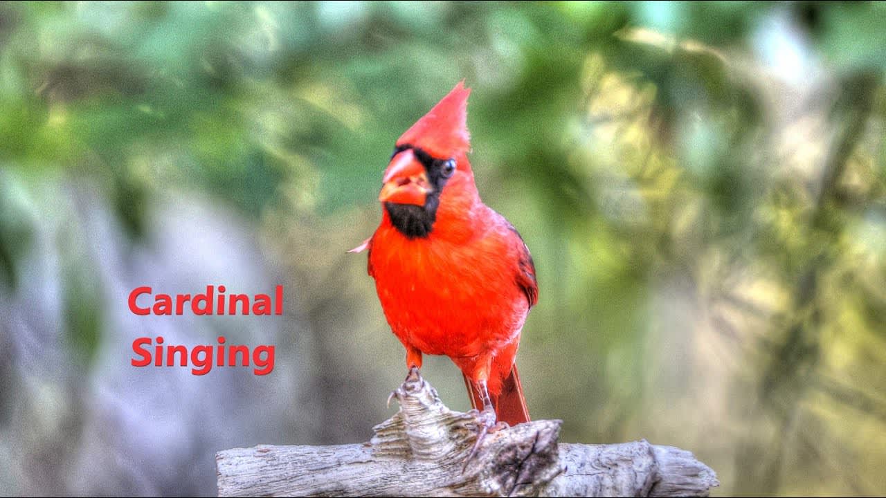 Male Northern Cardinal singing from a wooden perch with beak open, vivid red plumage, black mask visible, blurred green background