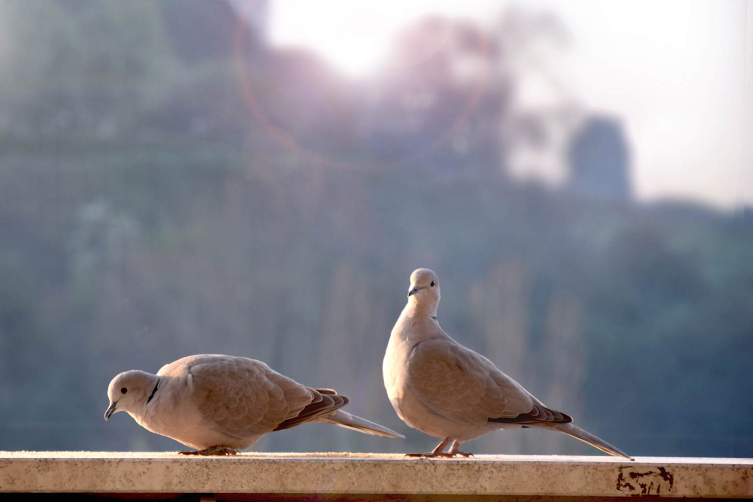Due tortore dal collare su un cornicione