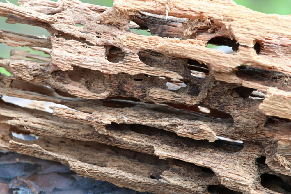 Wood damage ant termite tunnels galleries Toronto Nomore Pest