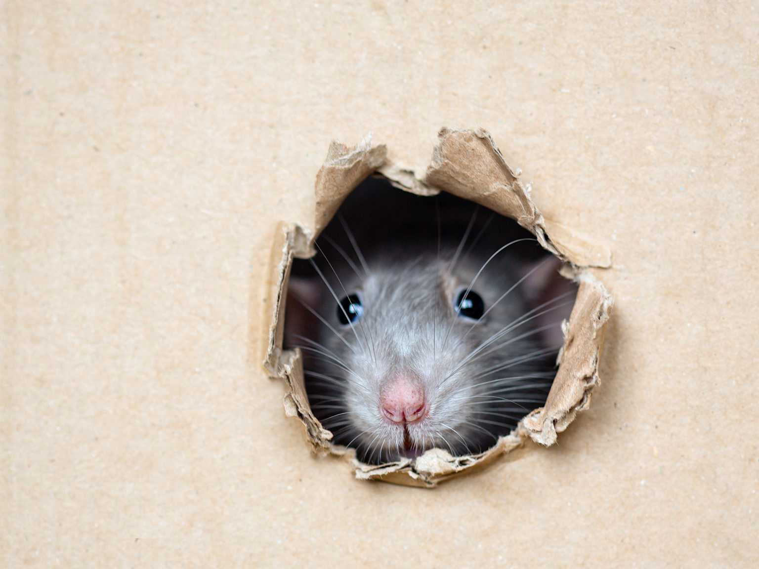 Rat mouse cardboard food storage contamination Toronto Nomore Pest