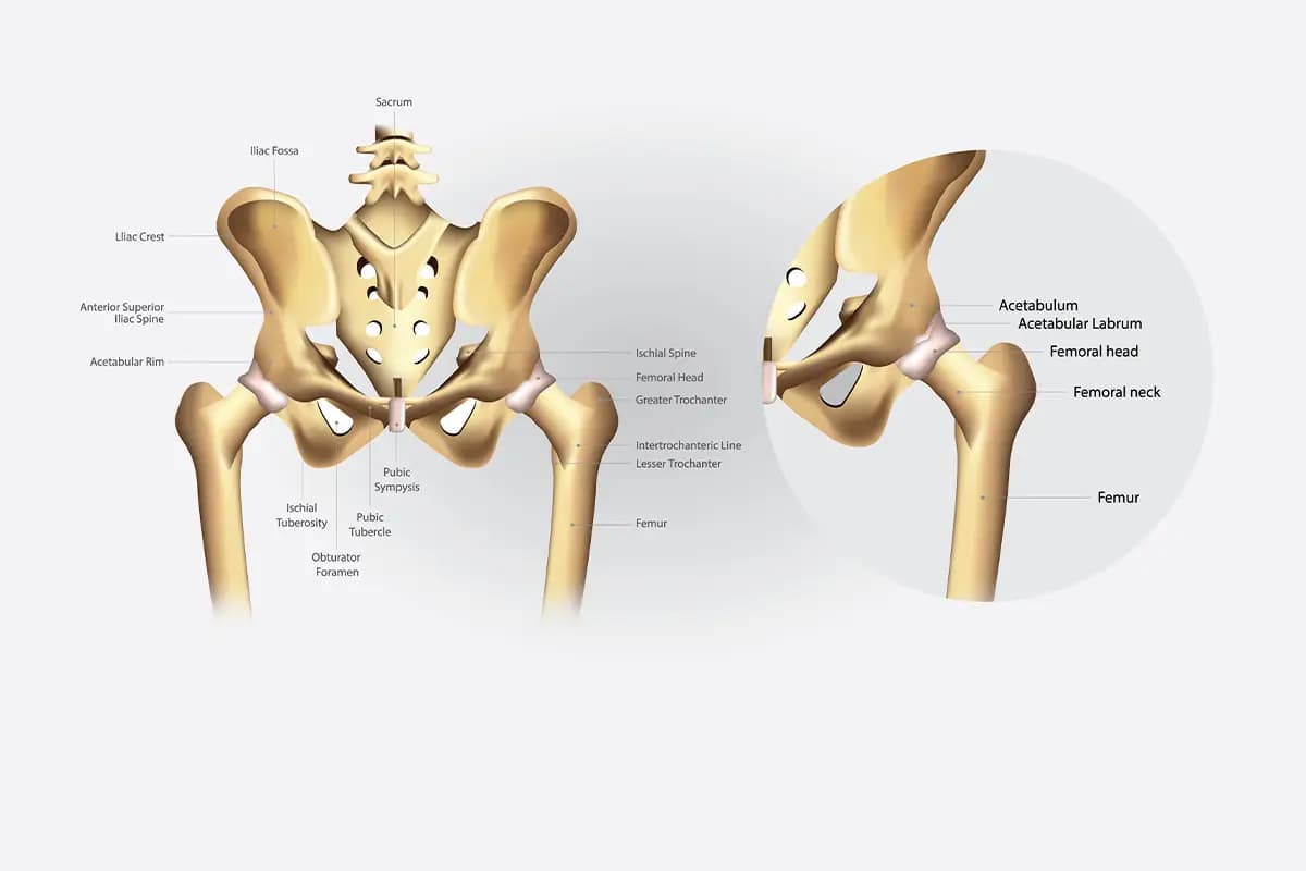 Ilustração anatômica mostrando acetábulo, cabeça do fêmur e estruturas do quadril