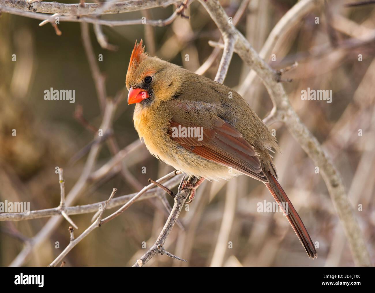 Female Northern Cardinal perched on winter shrub branch showing warm buffy-tan plumage, reddish crest and wing edges, and distinctive orange-red bill against bare branches