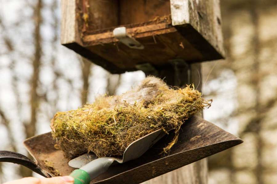 Hand removing an old mossy nest from a wooden birdhouse using a small shovel — annual cleaning in progress