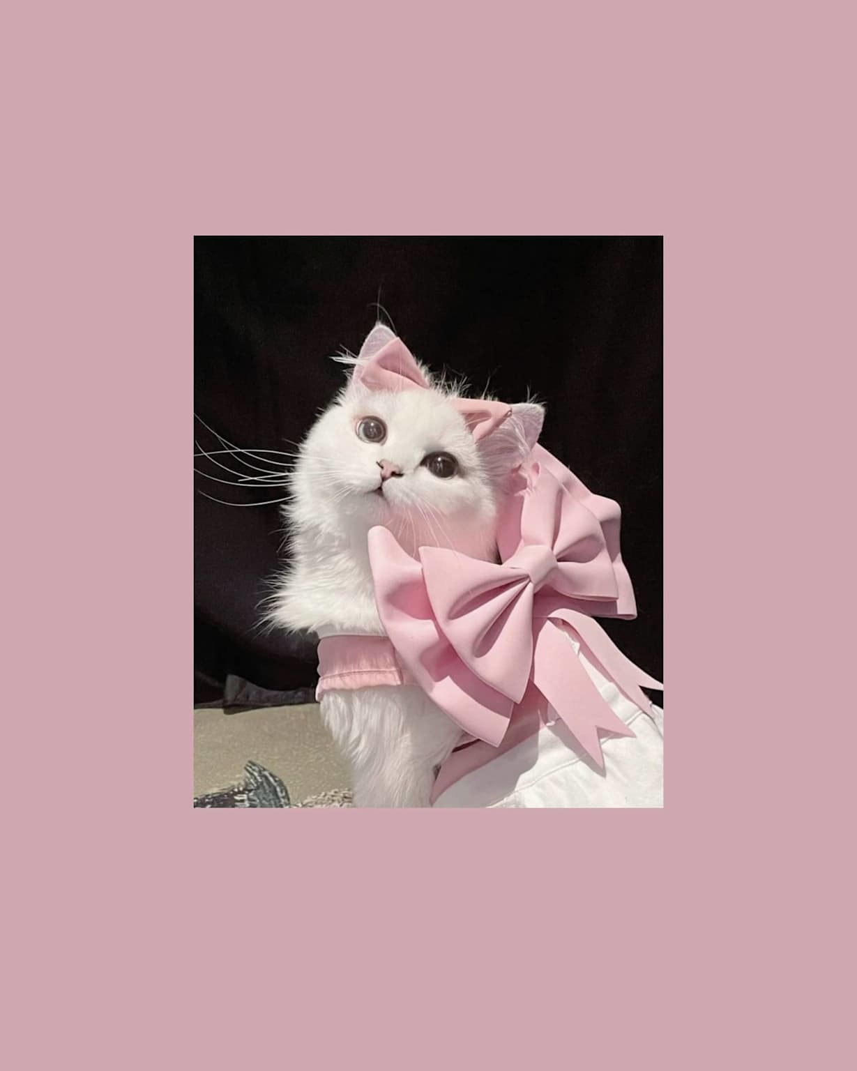 Белая кошка с розовым бантом