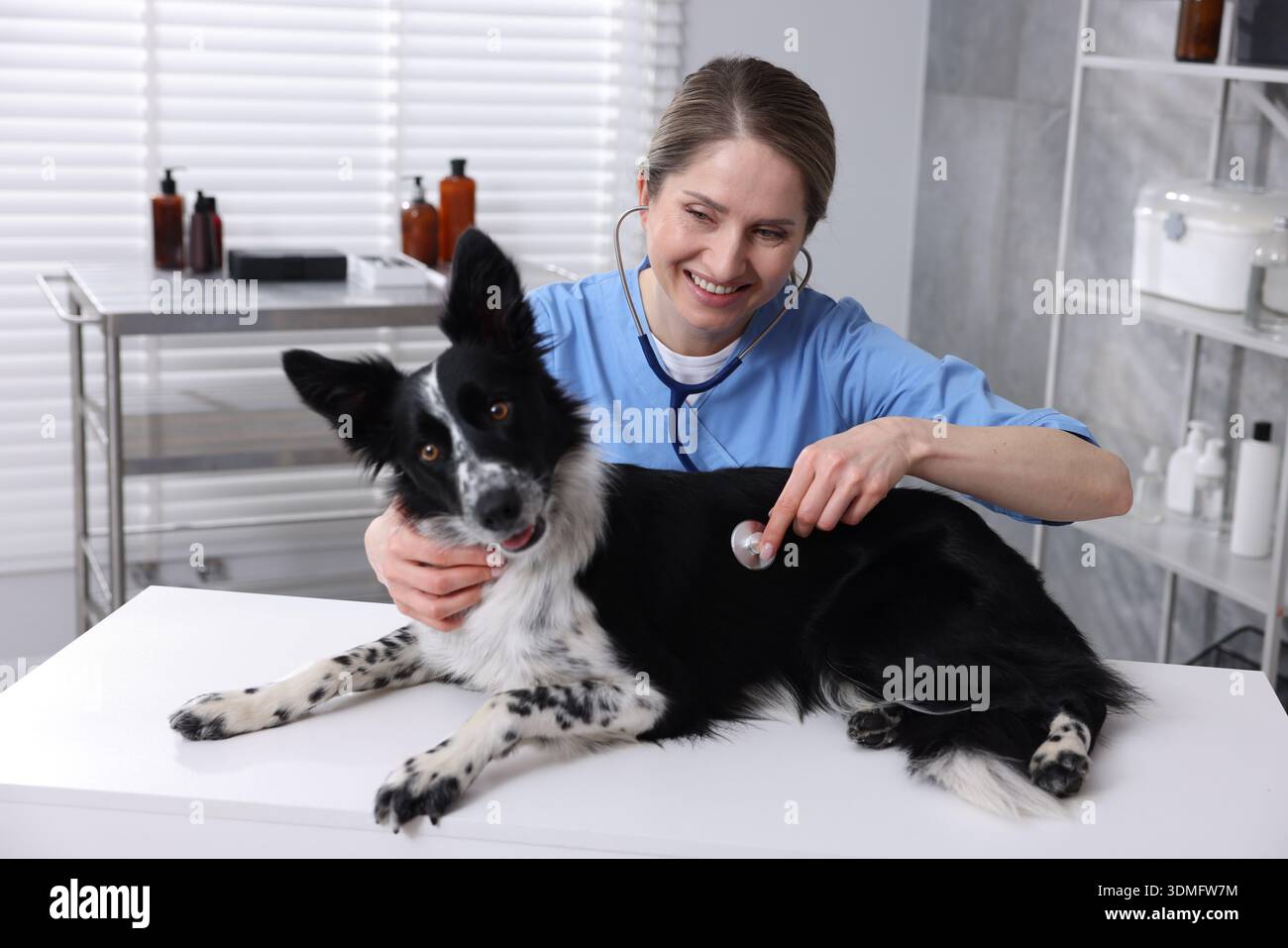 Veterinarian examining a dog