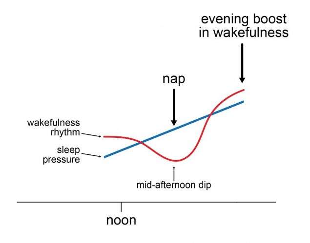 Biphasic Sleep Calculator β Plan Your Two-Phase Sleep Schedule (Free) 2 NIOSH CDC line graph showing circadian wakefulness rhythm: red line for alertness peaks in morning and evening with a mid-afternoon dip between 1β3 PM, blue line shows rising homeostatic sleep pressure throughout the day, with the nap effect illustrated as reducing pressure at the dip