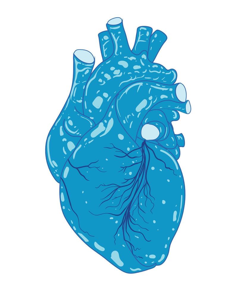 Heart anatomy illustration for cardiology patient education