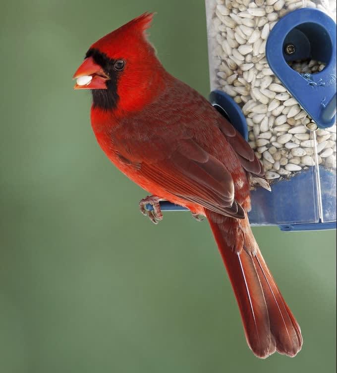 A Northern Cardinal perched on a bird feeder eating safflower seeds