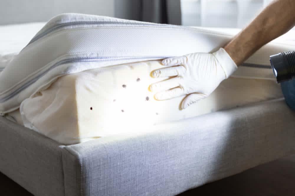 Bed bug inspection hotel mattress Toronto Nomore Pest residential