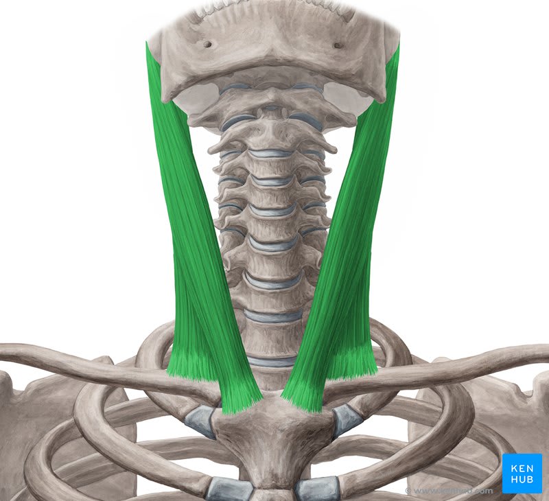 Diagrama anatômico do esternocleidomastoideo — músculo do pescoço e sua relação com a cervical