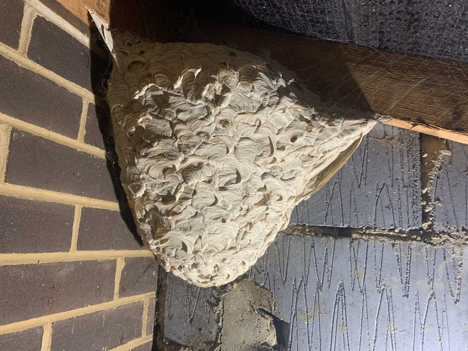 Large wasp nest wooden beam attic Toronto Nomore Pest
