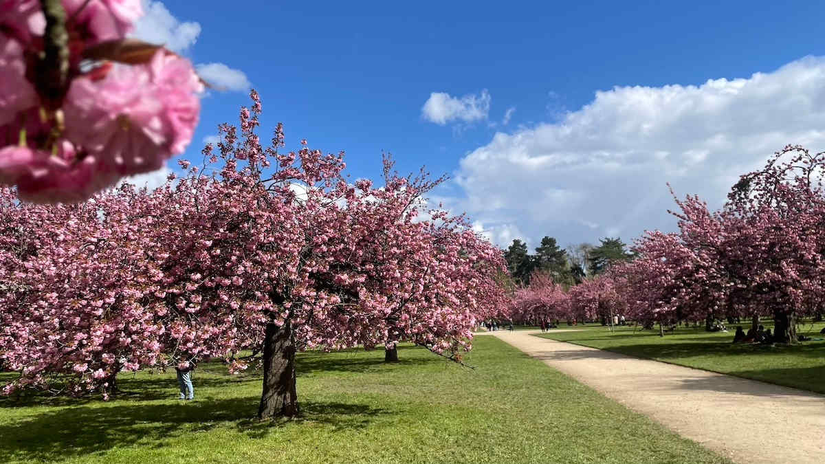 Cerisiers en fleurs au parc de Sceaux