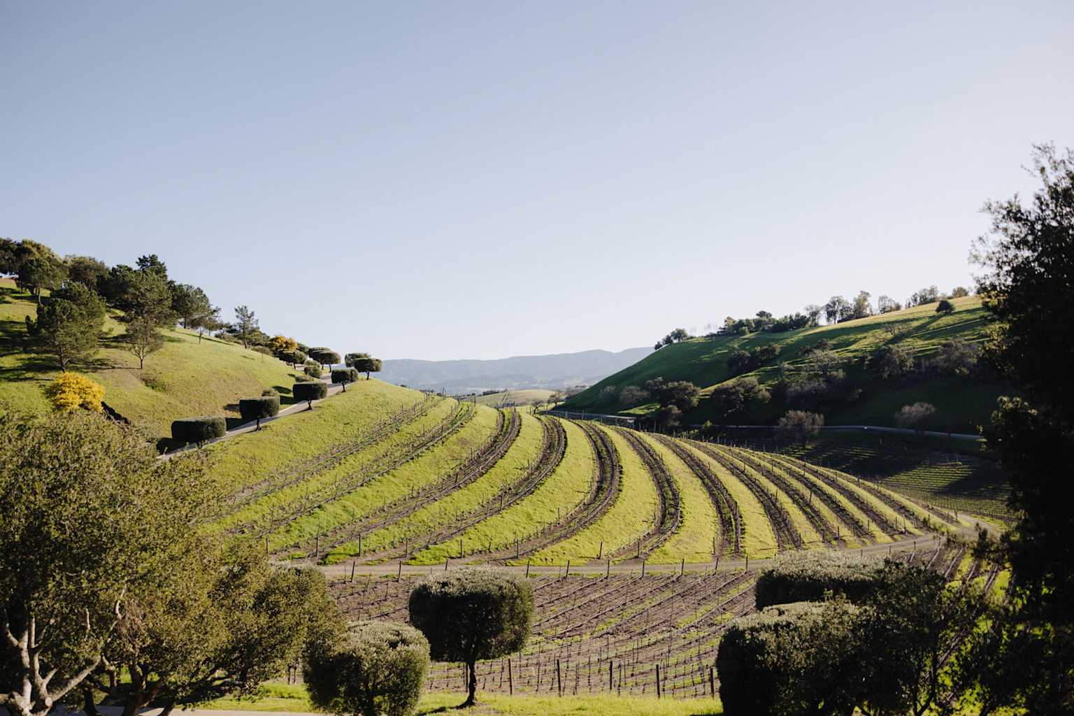 Santa Ynez Valley vineyard landscape