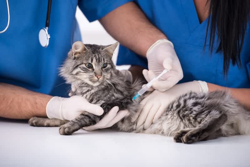 Cat receiving a vaccination injection from a veterinarian