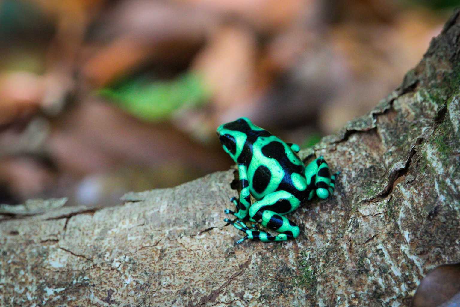 Green poison dart frog Panama