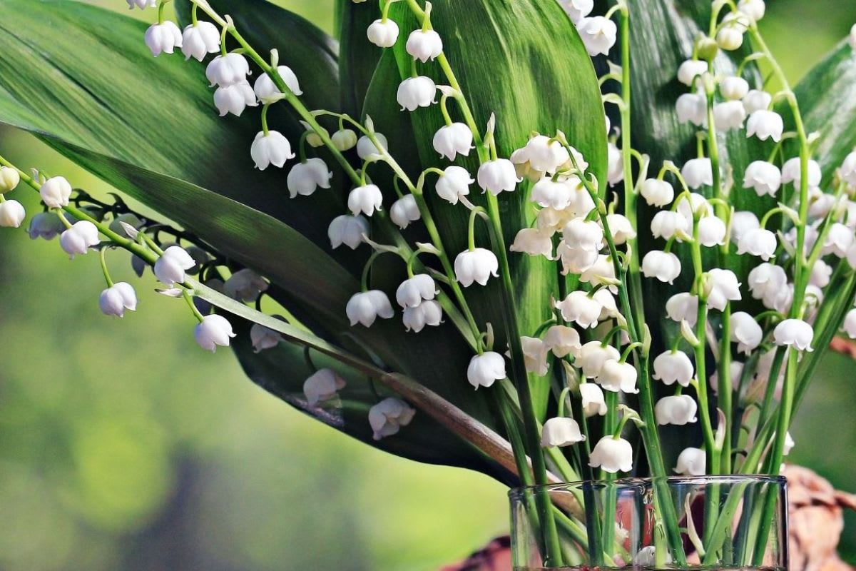Un bouquet de muguet blanc